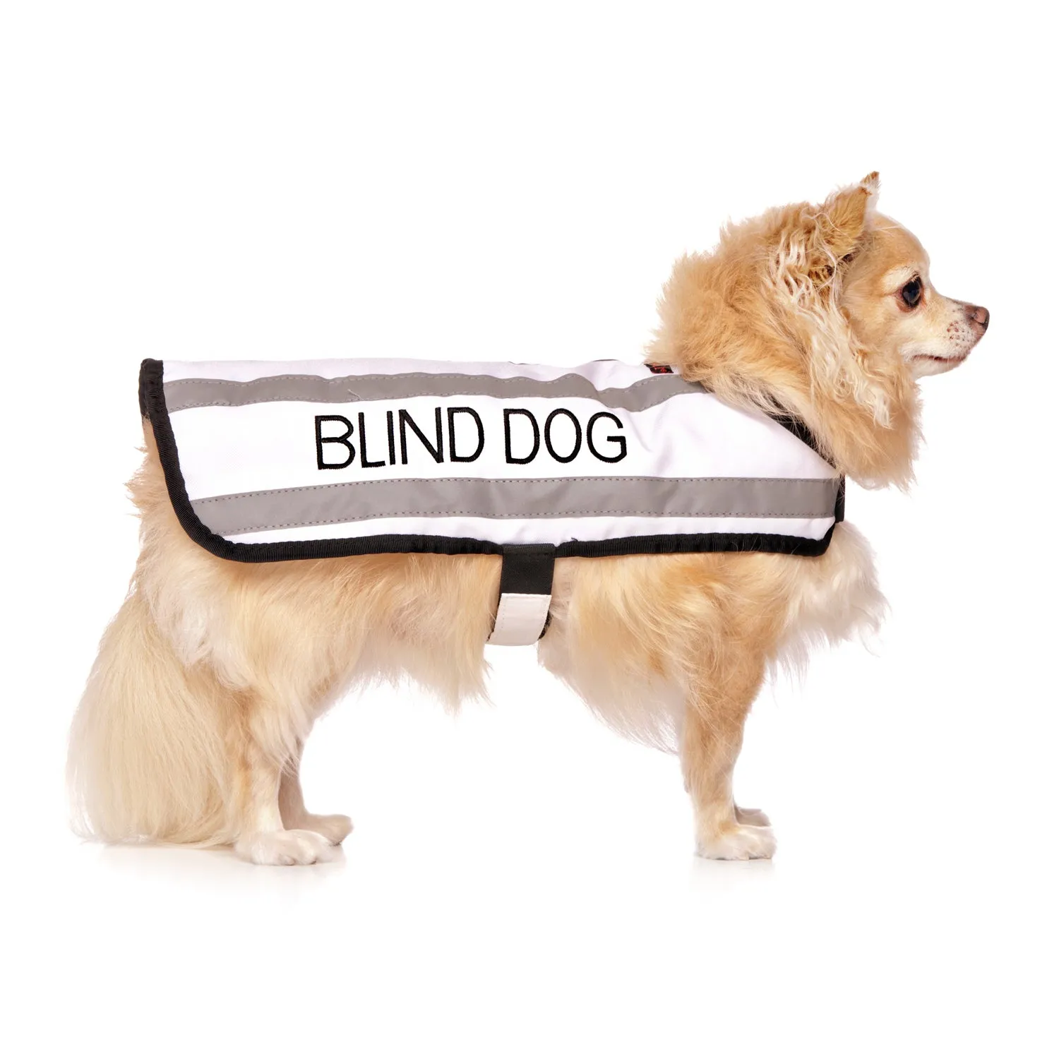 BLIND DOG - Small Coat