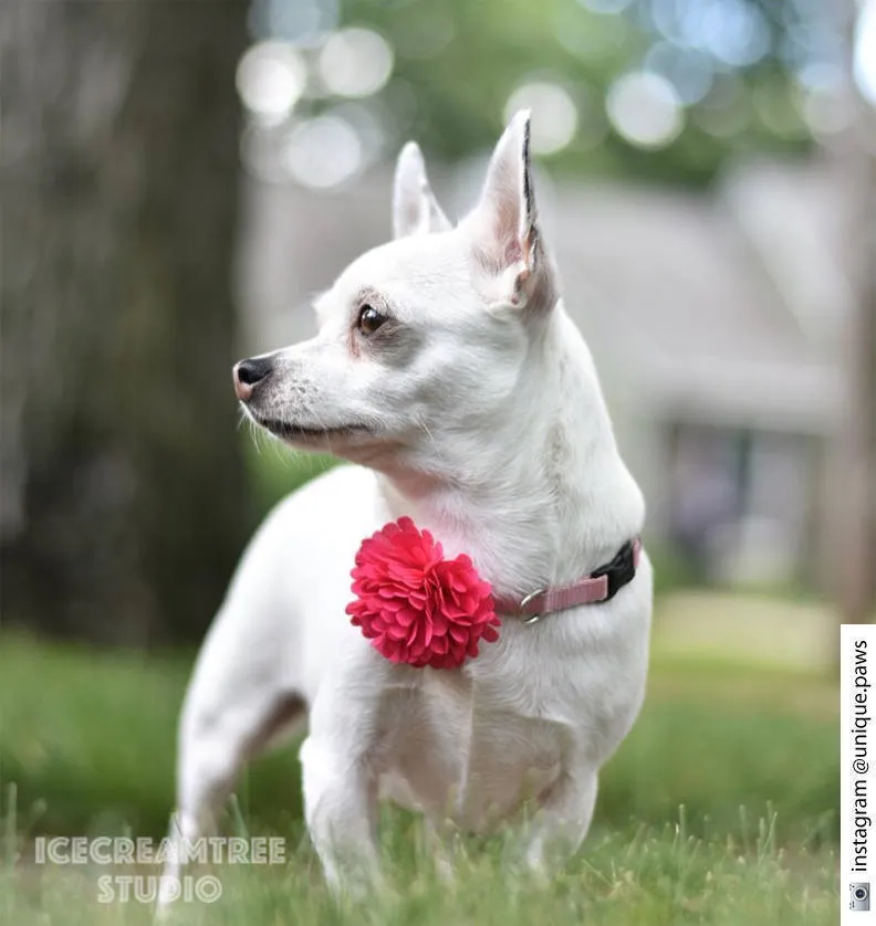 PomPom Hot Pink Bloom Collar Slide On - Small Flower Collar Accessory